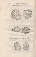 Picture 49 of 54 from Vlyssis Aldrovandi ... De reliquis animalibus exanguibus libri quatuor, post mortem eius editi : nempe de mollibvs, crvstaceis, testaceis et zoophytis (1642), leaf 592