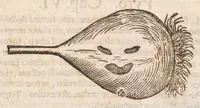 Picture 50 of 54 from Vlyssis Aldrovandi ... De reliquis animalibus exanguibus libri quatuor, post mortem eius editi : nempe de mollibvs, crvstaceis, testaceis et zoophytis (1642), leaf 596