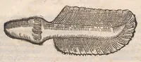 An illustration from Vlyssis Aldrovandi ... De reliquis animalibus exanguibus libri quatuor, post mortem eius editi : nempe de mollibvs, crvstaceis, testaceis et zoophytis (1642)