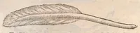 An illustration from Vlyssis Aldrovandi ... De reliquis animalibus exanguibus libri quatuor, post mortem eius editi : nempe de mollibvs, crvstaceis, testaceis et zoophytis (1642)