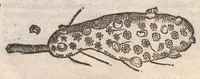 An illustration from Vlyssis Aldrovandi ... De reliquis animalibus exanguibus libri quatuor, post mortem eius editi : nempe de mollibvs, crvstaceis, testaceis et zoophytis (1642)