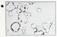 An illustration from Zinc oxide and its application to paint / by L.H. Trott. (1928)