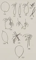 Picture 11 of 17 from Abbott's encyclopedia of rope tricks (1900), leaf 432