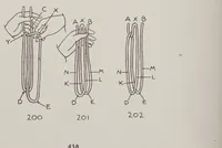 Picture 12 of 17 from Abbott's encyclopedia of rope tricks (1900), leaf 444
