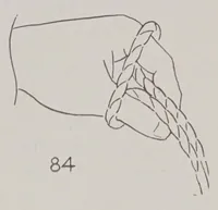 Picture 2 of 17 from Abbott's encyclopedia of rope tricks (1900), leaf 69