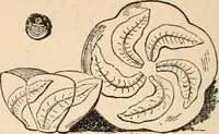 An illustration from The ABC of collecting old English china, giving short history of the English factories, and showing how to apply tests for unmarked china before 1800 (1908)