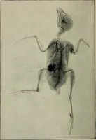 An illustration from The ABC of the X rays (1896)