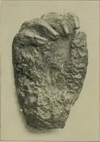 An illustration from The ABC of the X rays (1896)