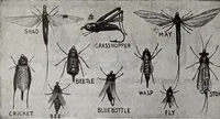 An illustration from Abercrombie & Fitch Co., New York : outfitting catalogue. (1916)