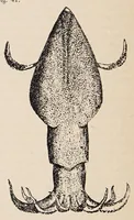 An illustration from Aberglaube und zauberei von den ältesten zeiten an bis in die gegenwart (1898)