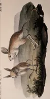 An illustration from Abhandlungen der Königlichen Akademie der Wissenschaften in Berlin (1822)