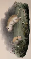Picture 2 of 7 from Abhandlungen der Königlichen Akademie der Wissenschaften in Berlin (1822), leaf 205
