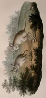 Picture 4 of 7 from Abhandlungen der Königlichen Akademie der Wissenschaften in Berlin (1822), leaf 213