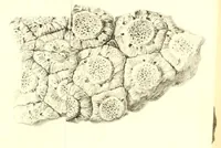 An illustration from Abhandlungen der Königlichen Akademie der Wissenschaften in Berlin (1822)