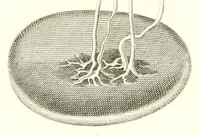 Picture 1 of 5 from Abhandlungen der Königlichen Akademie der Wissenschaften in Berlin (1822), leaf 79