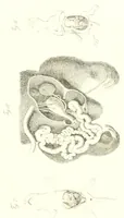 An illustration from Abhandlungen der Königlichen Akademie der Wissenschaften in Berlin (1822)