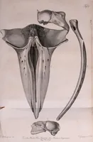 An illustration from Abhandlungen der Königlichen Akademie der Wissenschaften in Berlin (1822)