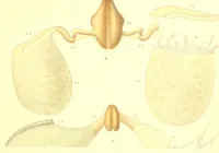 Picture 1 of 9 from Abhandlungen der Königlichen Akademie der Wissenschaften in Berlin (1822), leaf 71