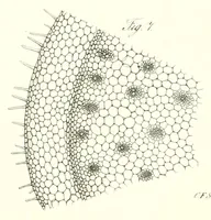 An illustration from Abhandlungen der Königlichen Akademie der Wissenschaften in Berlin (1822)