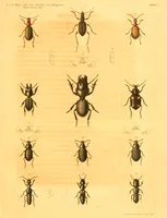 An illustration from Abhandlungen der Königlichen Akademie der Wissenschaften in Berlin (1822)