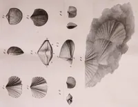 An illustration from Abhandlungen der Königlichen Akademie der Wissenschaften in Berlin (1822)