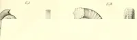 Picture 1 of 4 from Abhandlungen der Königlichen Akademie der Wissenschaften in Berlin (1822), leaf 235