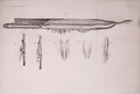 An illustration from Abhandlungen der Königlichen Akademie der Wissenschaften in Berlin (1822)