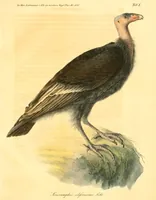 An illustration from Abhandlungen der Königlichen Akademie der Wissenschaften in Berlin (1822)