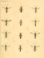 An illustration from Abhandlungen der Königlichen Akademie der Wissenschaften in Berlin (1822)