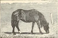 An illustration from Aboard the Mavis : it is told in this book how five boys and five girls cruise in the schooner "Mavis" about the east end of Long Island, and how, in (1880)