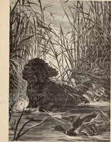 Picture 70 of 76 from Aboard the Mavis : it is told in this book how five boys and five girls cruise in the schooner "Mavis" about the east end of Long Island, and how, in (1880), leaf 216