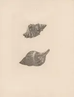An illustration from About etching : Part I. Notes by Mr. Seymour Haden on a collection of etchings and engravings by the great masters, lent by him to the Fine Art Society to illustrate the subject of etching. Part II. An annotated catalogue of the examples exhibited of etchers and painter-engravers' work (1879)
