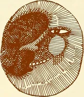 Picture 17 of 17 from Above ground archeology (1900), leaf 19