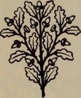 Picture 159 of 407 from Abridged specimen book, type : nickel-alloy on universal line comprising a price list of types, borders, leads and slugs, brass rule, brass galleys ; miscellaneous cuts and general supplies for printers (1906), leaf 427