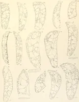 Picture 51 of 222 from Abydos (1902), leaf 108