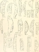 An illustration from Abydos (1902)