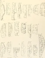 An illustration from Abydos (1902)