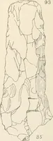 Picture 65 of 222 from Abydos (1902), leaf 114