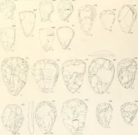An illustration from Abydos (1902)
