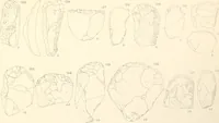 An illustration from Abydos (1902)