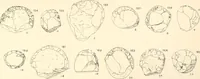 An illustration from Abydos (1902)