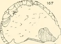 An illustration from Abydos (1902)
