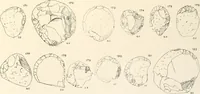 An illustration from Abydos (1902)