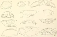 An illustration from Abydos (1902)