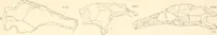 An illustration from Abydos (1902)
