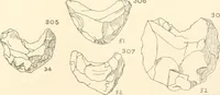 An illustration from Abydos (1902)