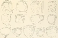 An illustration from Abydos (1902)
