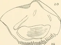 An illustration from Abydos (1902)
