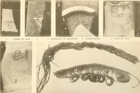 Picture 21 of 222 from Abydos (1902), leaf 82