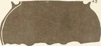 Picture 77 of 129 from Abydos (1902), leaf 152